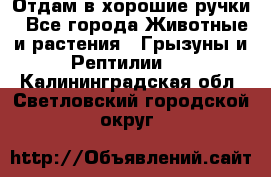 Отдам в хорошие ручки - Все города Животные и растения » Грызуны и Рептилии   . Калининградская обл.,Светловский городской округ 